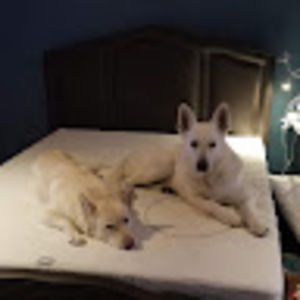 Meet your Posher, Donald